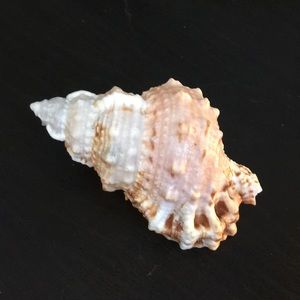 Sea shell 🐚